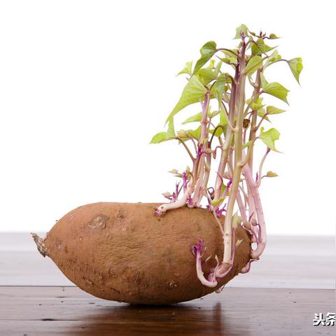 数字世界的奇迹探索，最新英语美文欣赏