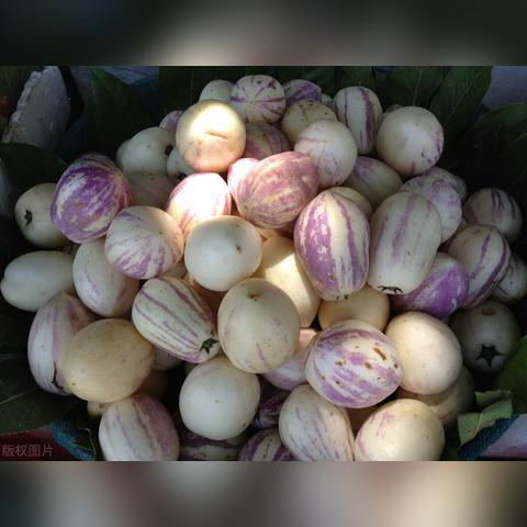 人参行情最新动态解析