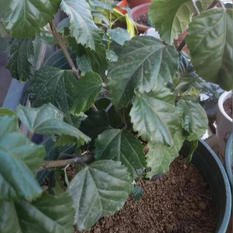 数字时代牡丹产业新动向探索，牡丹加点的最新发展