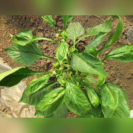 最新辣椒品种，打破认知极限！