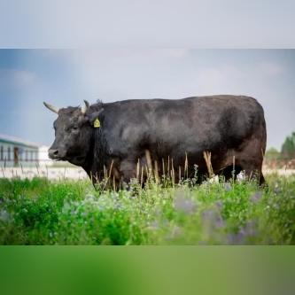 种牛最新价格走势及分析