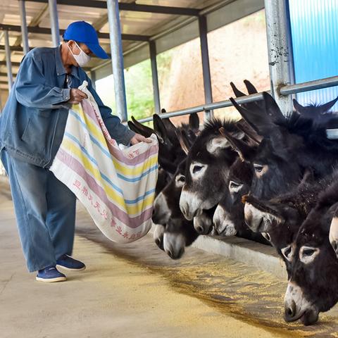 最新毛驴市场价格深度解析