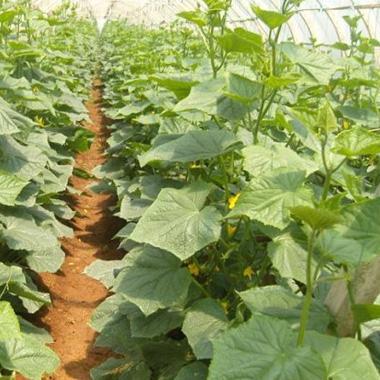 青瓜最新价格分析