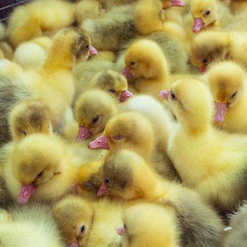 鸭苗行情最新分析