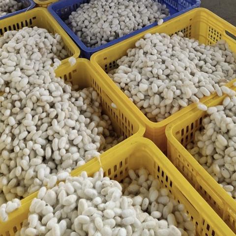 最新茧丝市场走势分析