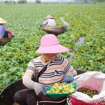 菱角最新市场行情分析