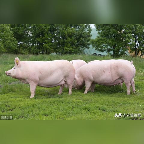 最新母猪品种特色介绍