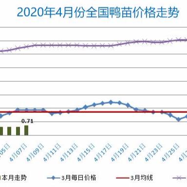 最新鸭苗市场行情解析