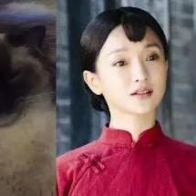 太太猫代理最新动态解读