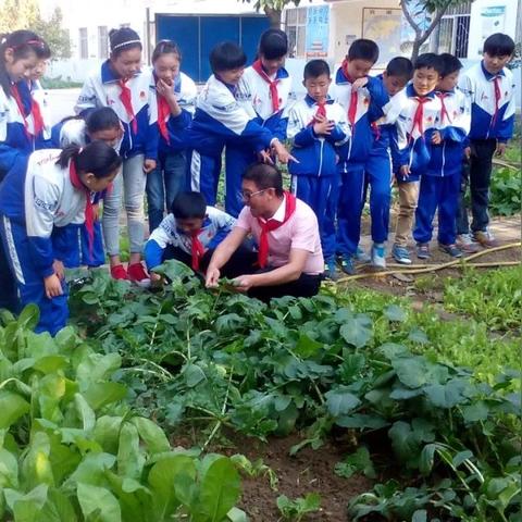 河南红薯最新价格走势分析