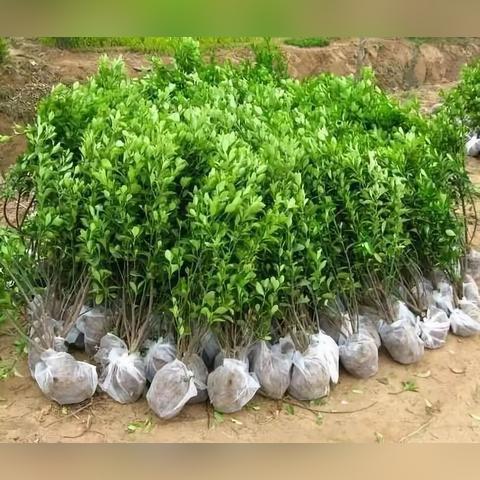 最新苗木品种概览，科技与自然融合之美