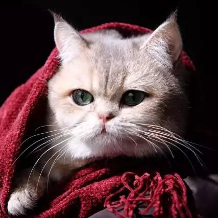 未来宠物产业趋势，情感连接与宠文新宠展望