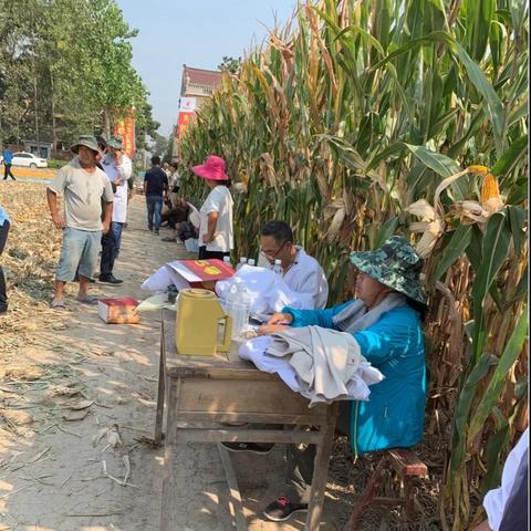 商丘玉米行情最新分析