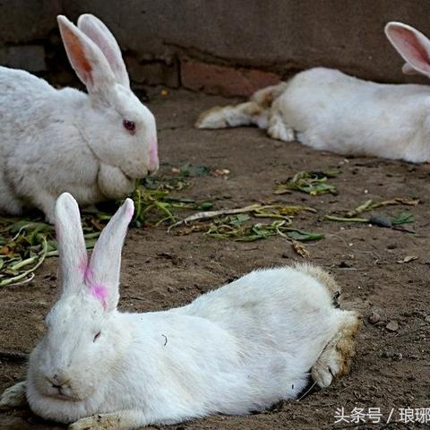 临沂獭兔价格最新走势分析