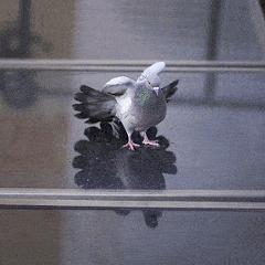 土狗配种揭秘，科学知识与情感关怀最新视频