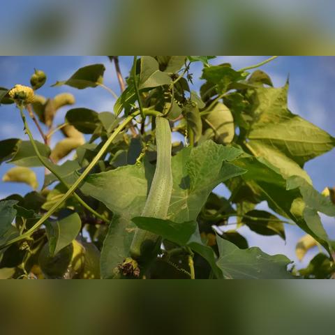 夏津红薯价格走势及分析