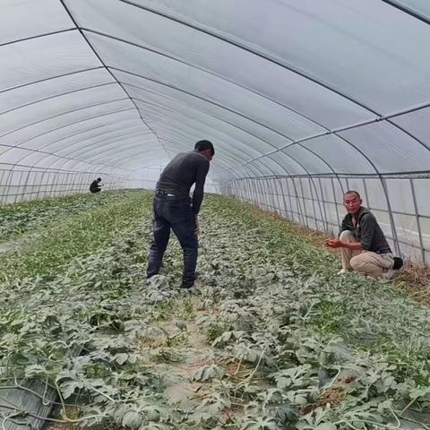 开封西瓜最新行情概览