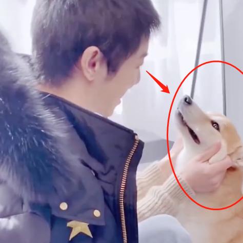 最新训狗视频教程，科学训练狗狗技巧揭秘