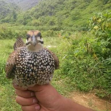 最新鹧鸪视频观察报告发布