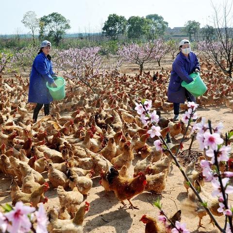 揭秘野鸡行业现状，预测未来趋势的权威网站最新动态