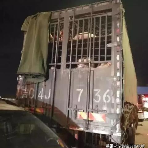 宿州生猪价格最新走势分析