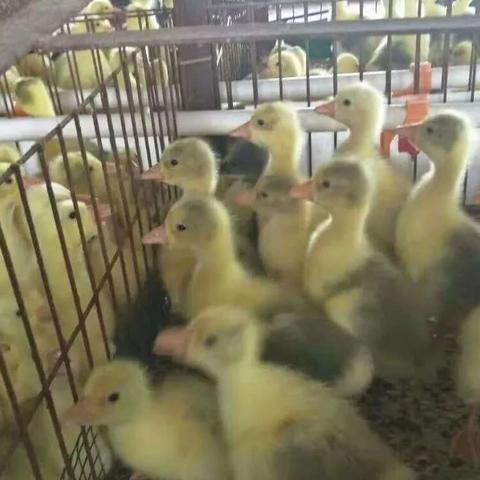 最新养鹅技术，提高养殖效率与经济效益的关键方法