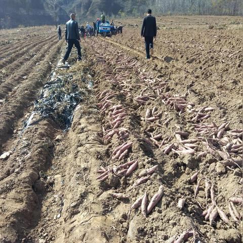 最新致富小机器，引领财富浪潮新趋势