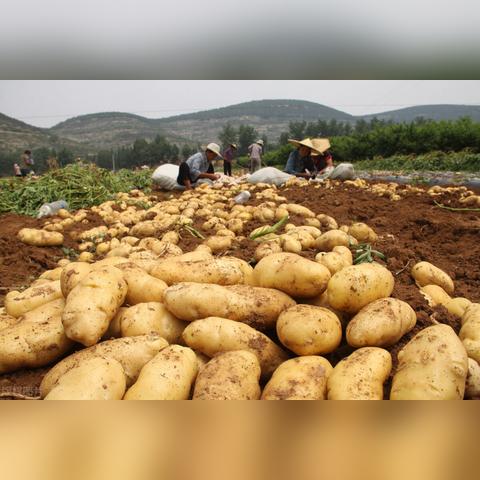 邯郸甘蓝最新报价与市场行情分析